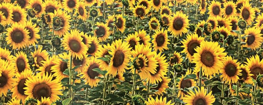 Поле подсолнухов